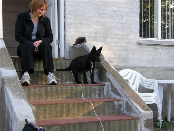 Sort spids Odie billede 5