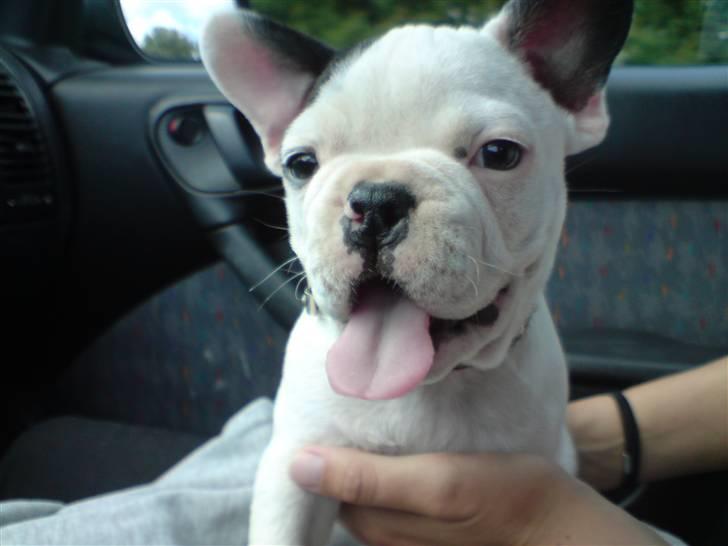 Fransk bulldog Blade billede 2