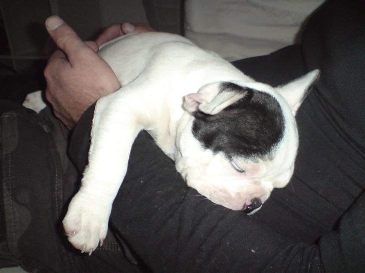 Fransk bulldog Blade billede 3