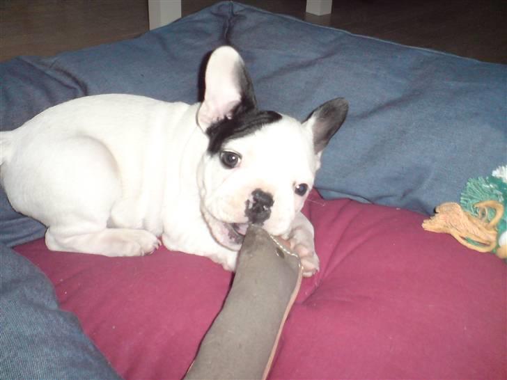 Fransk bulldog Blade billede 6