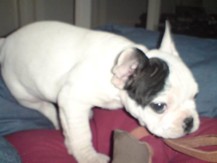Fransk bulldog Blade billede 7