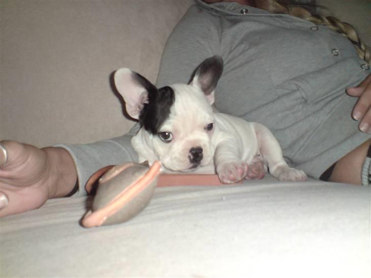 Fransk bulldog Blade billede 8