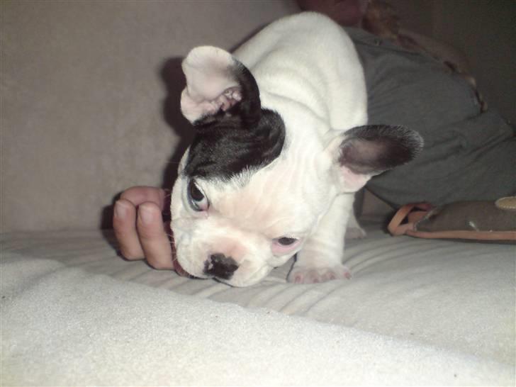 Fransk bulldog Blade billede 9