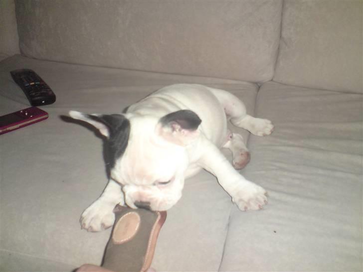 Fransk bulldog Blade billede 11