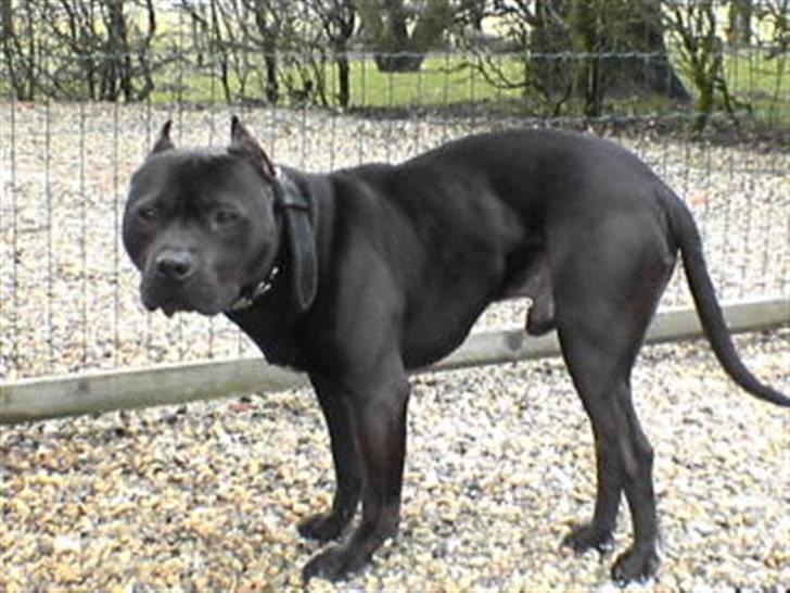 Amerikansk staffordshire terrier R.I.P diablo skat, miss u billede 1