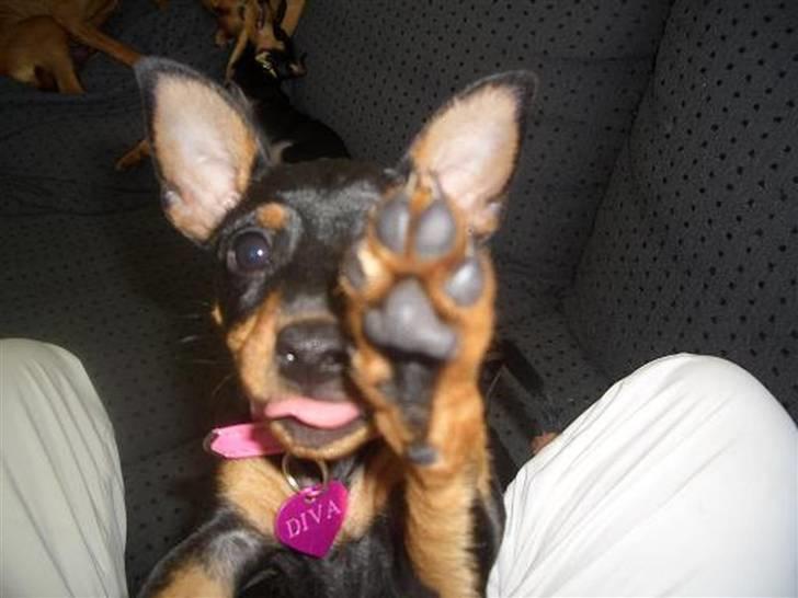 Dvaergpinscher Diva<3 30 april billede 1
