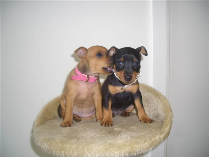 Dvaergpinscher Diva<3 30 april - Mig og min søster Elisa billede 2