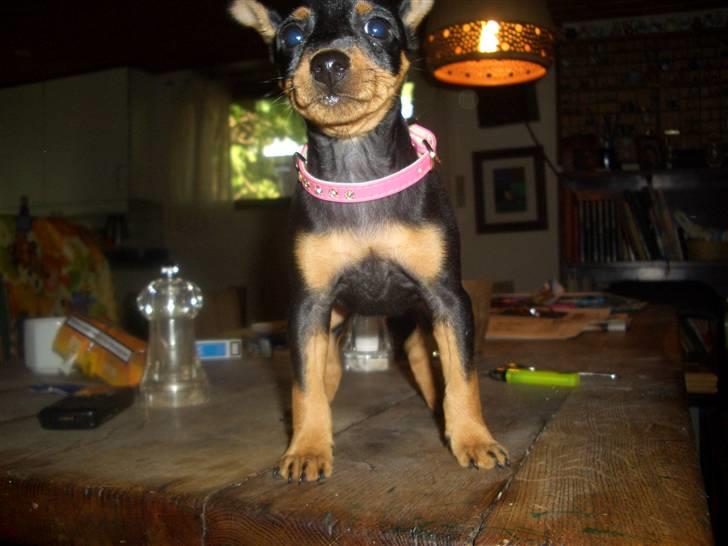Dvaergpinscher Diva<3 30 april billede 3