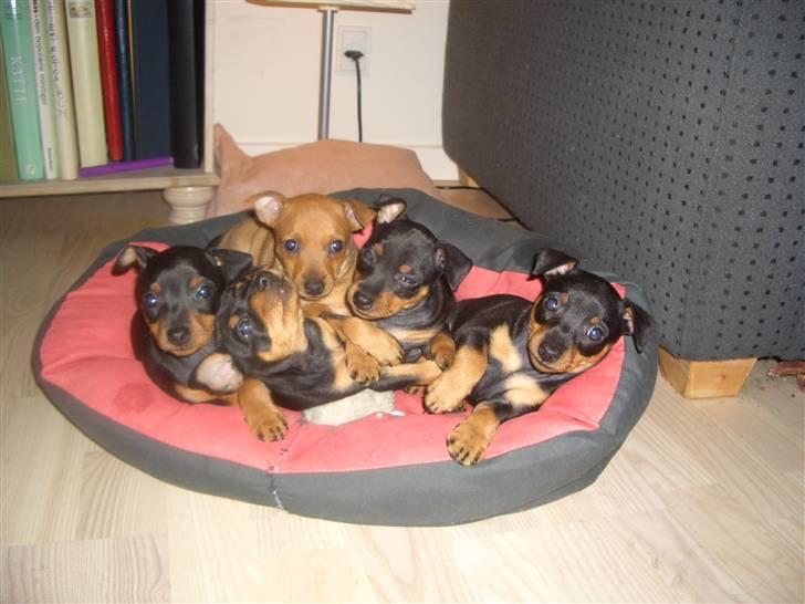Dvaergpinscher Diva<3 30 april - Mig og alle mine søskende billede 4