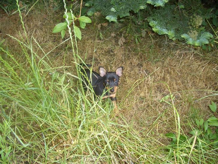 Dvaergpinscher Diva<3 30 april billede 5