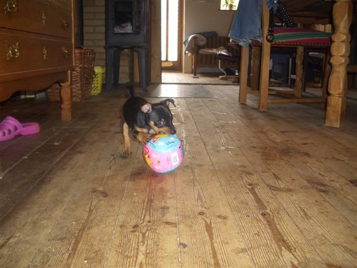 Dvaergpinscher Diva<3 30 april billede 6