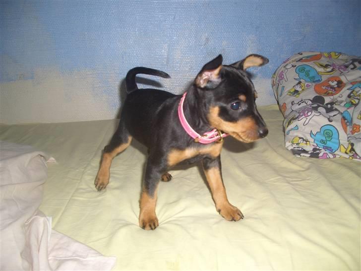 Dvaergpinscher Diva<3 30 april billede 7
