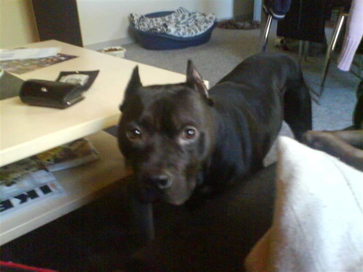 Amerikansk staffordshire terrier R.I.P diablo skat, miss u billede 2