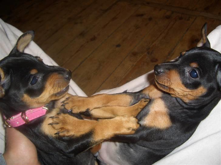 Dvaergpinscher Diva<3 30 april - Mig og min søster Naomi, vi slås:P billede 8