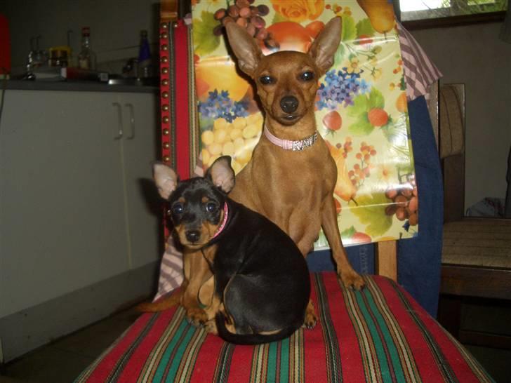 Dvaergpinscher Diva<3 30 april - Mig og moar<3 billede 9