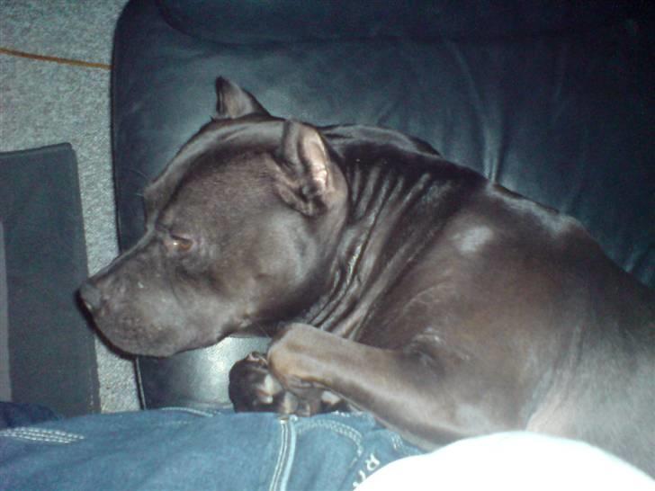 Amerikansk staffordshire terrier R.I.P diablo skat, miss u billede 3