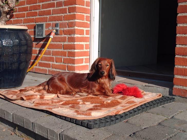 Dværggravhund Mille - NYT!!! billede. Man er vel en vagthund billede 16