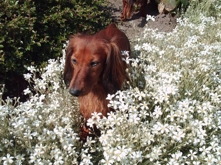 Dværggravhund Mille - NYT!!! billede. Herligt med en udkigspost i haven billede 17