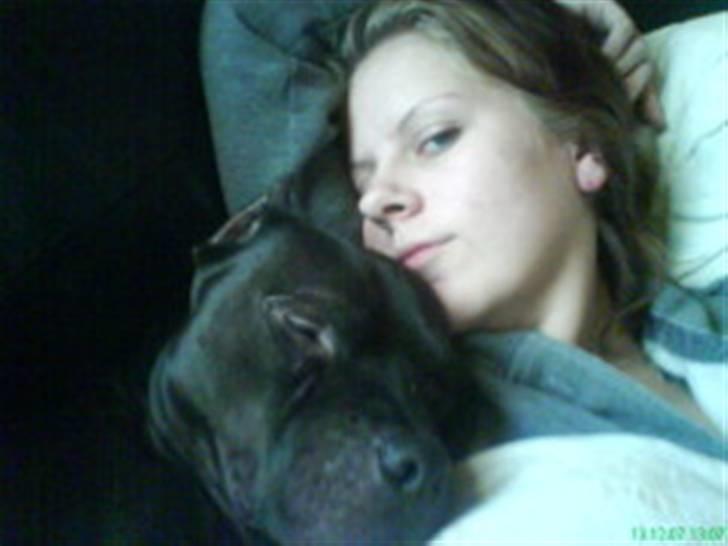 Amerikansk staffordshire terrier R.I.P diablo skat, miss u billede 4