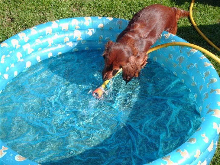 Dværggravhund Mille - NYT!!! billder. Nu er der vist nok vand i det bassin billede 18