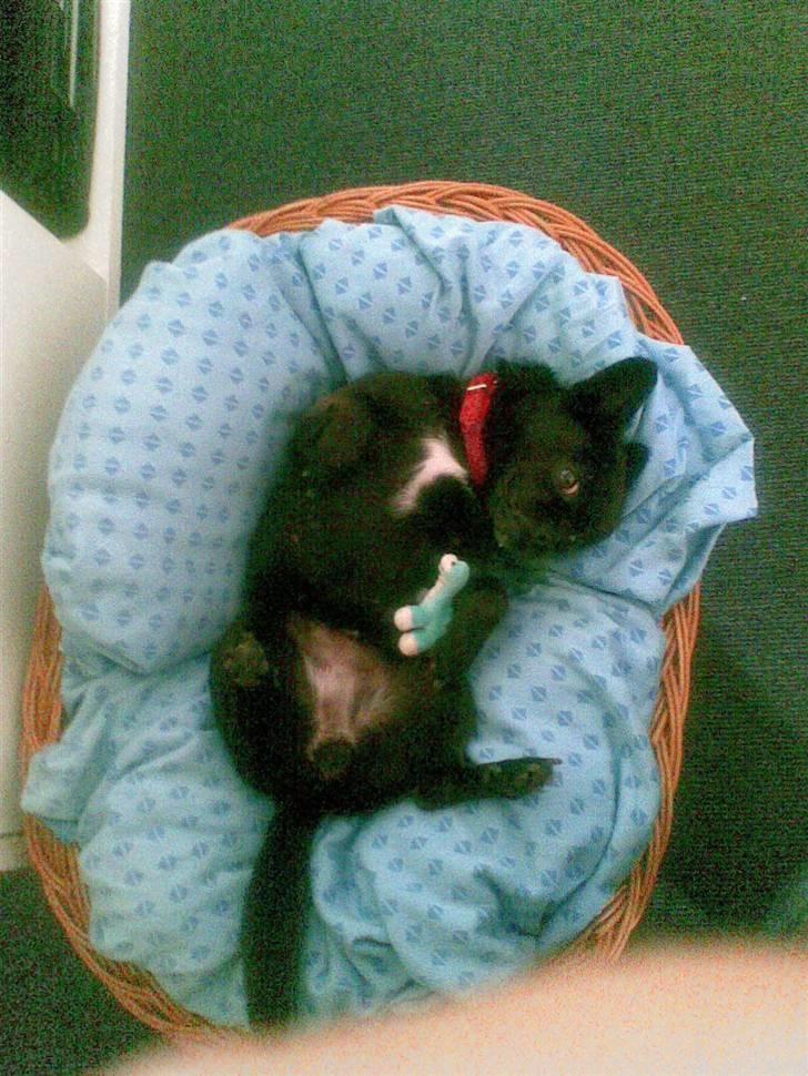 Blanding af racer miffer billede 7