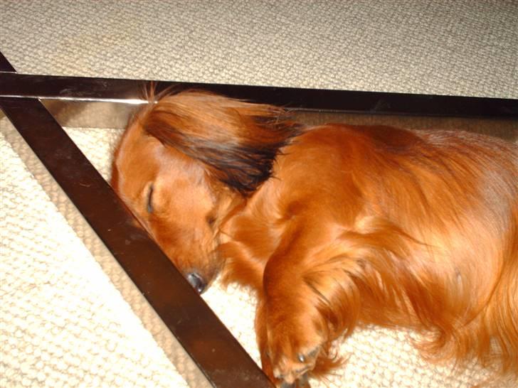 Dværggravhund Mille - NYT!!! billder. Ja trætheden kan pludselig melde sig billede 19