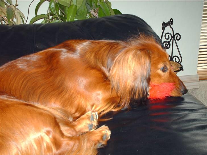 Dværggravhund Mille - NYT!!! billede. Nu har jeg den så jeg passer på den billede 20