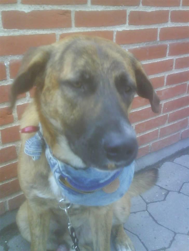 Blanding af racer Sofus billede 10