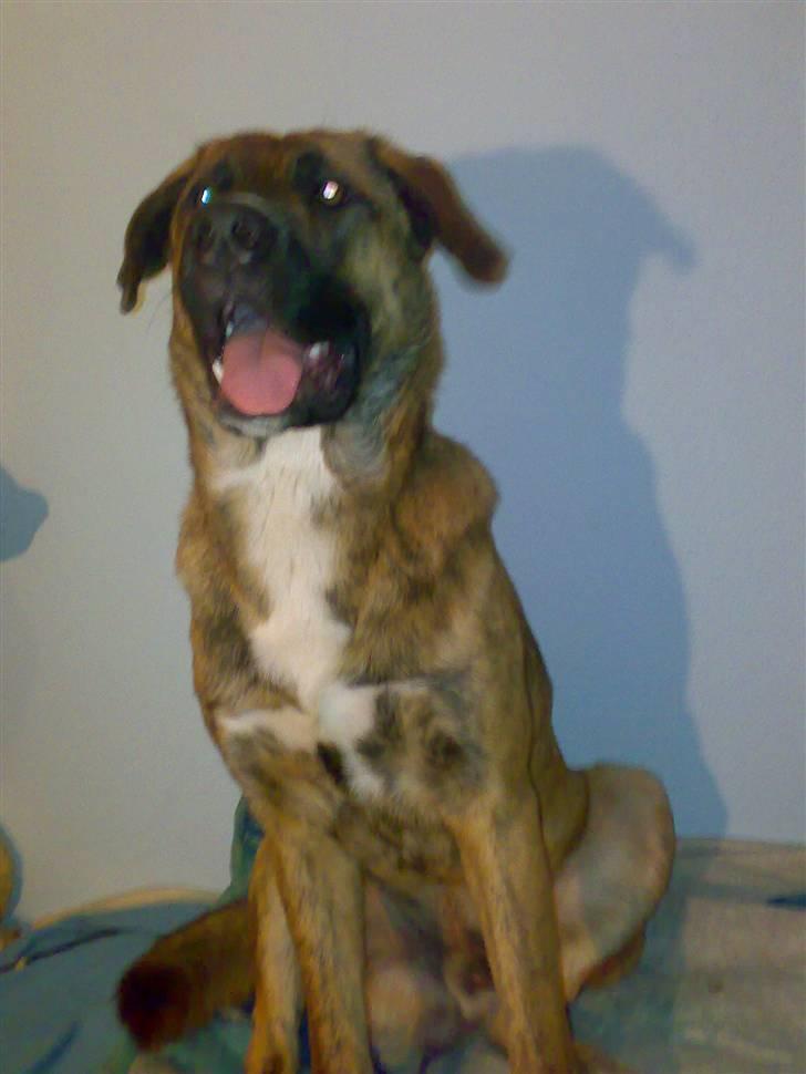 Blanding af racer Sofus billede 11