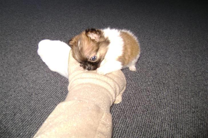 Chihuahua beauty billede 2