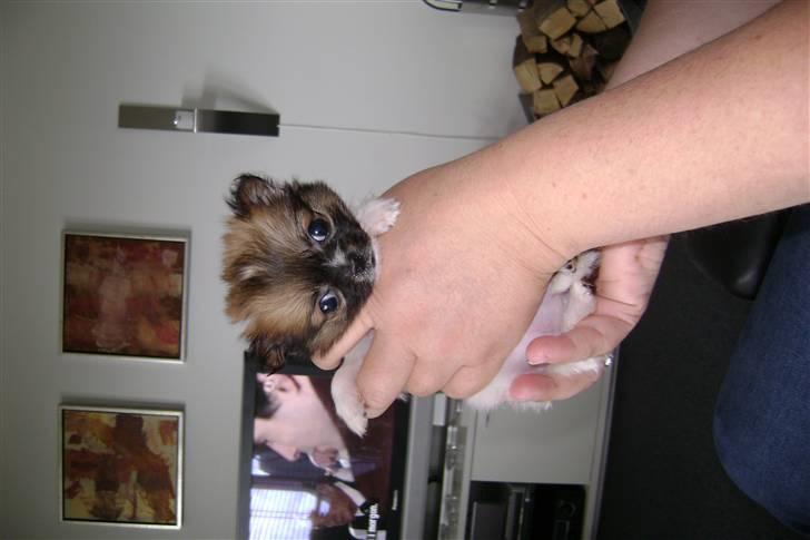 Chihuahua beauty billede 3