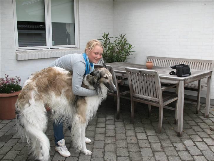 Borzoi Darwin billede 7