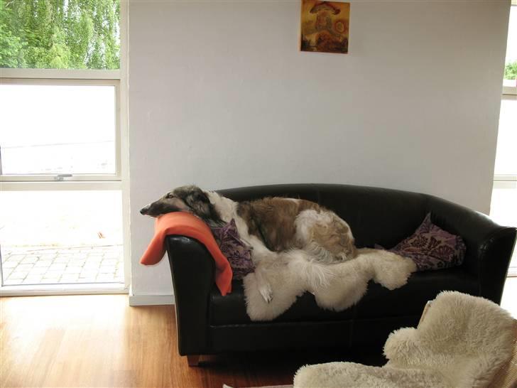 Borzoi Darwin billede 8