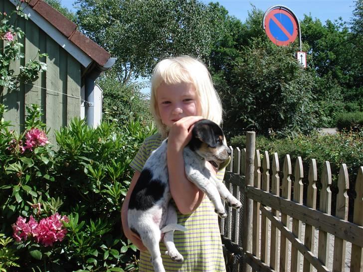 Dansk svensk gaardhund Freja - er vi dare søde bege to det synes vi............... billede 1