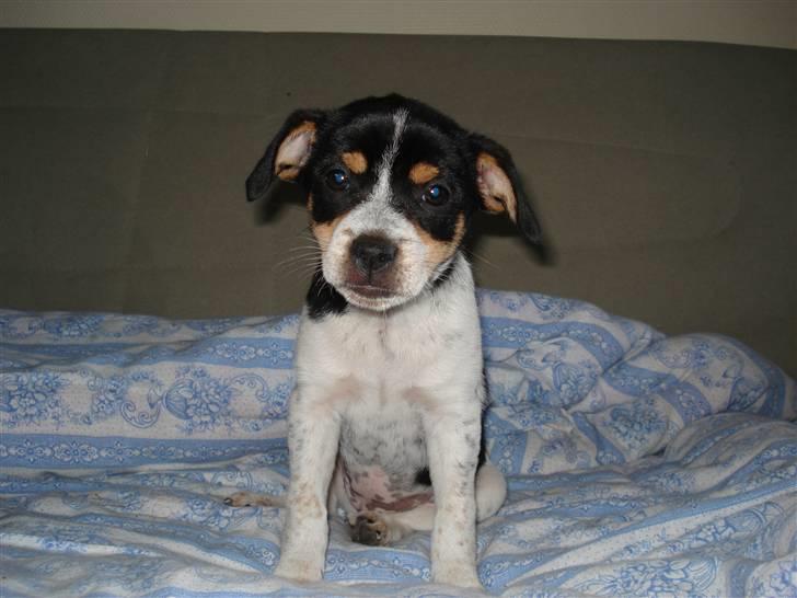 Dansk svensk gaardhund Freja - er jeg ikke bare sød og dalig billede 2