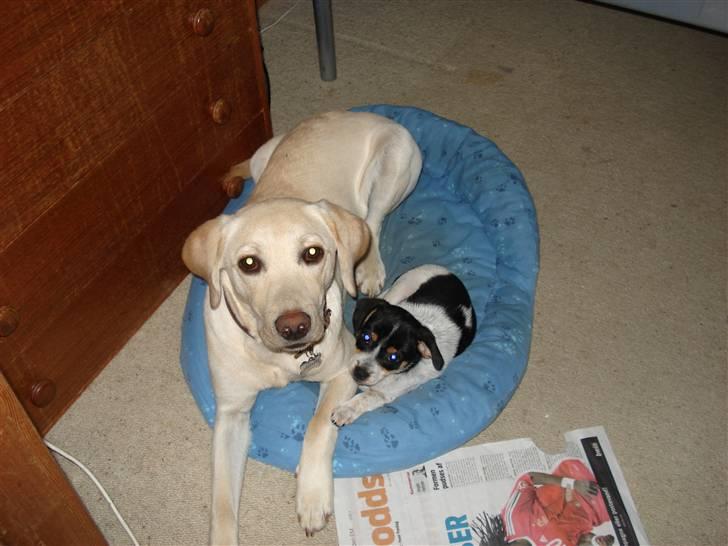 Dansk svensk gaardhund Freja - her likker jeg samen mid min larekarmrt billede 3