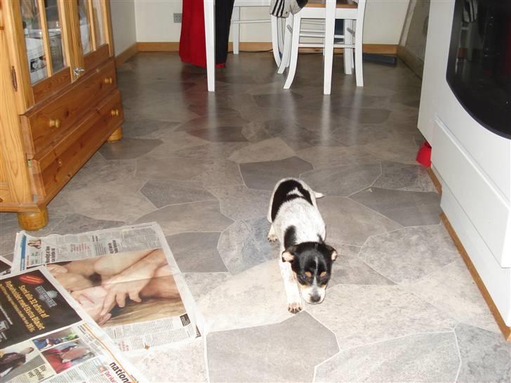 Dansk svensk gaardhund Freja - jeg er bare trat det er tilig om mogen jeg skak ud og tisse gab billede 4