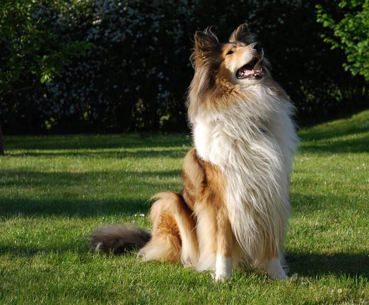 Collie langhåret Nella R.I.P. - En ægte collie   // foto: Sigrid billede 11