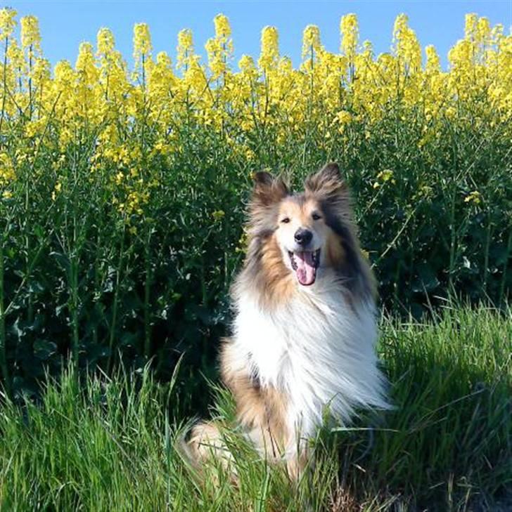 Collie langhåret Nella R.I.P. - på en rapsmark foråret 09 //mobil billede billede 12