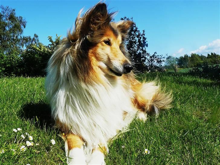 Collie langhåret Nella R.I.P. - //kamerabillede billede 13