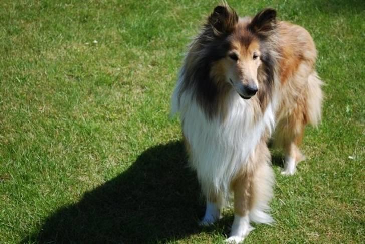 Collie langhåret Nella R.I.P. - //kamerabillede billede 14