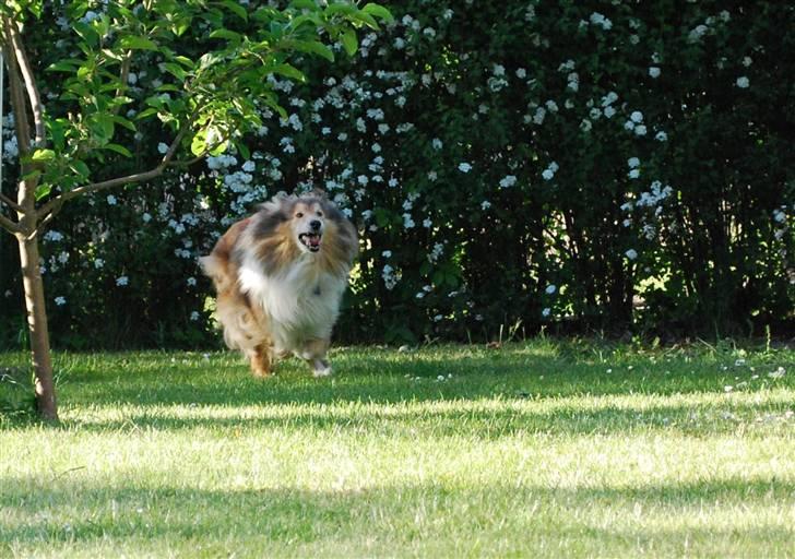 Collie langhåret Nella R.I.P. - Lassie-hund // foto: Sigrid billede 15
