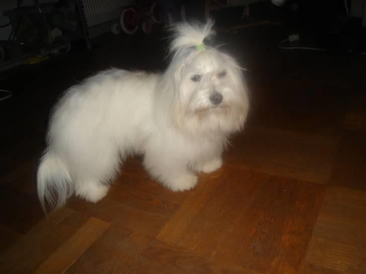 Coton de tulear greenlandscharmer R.I.P billede 1