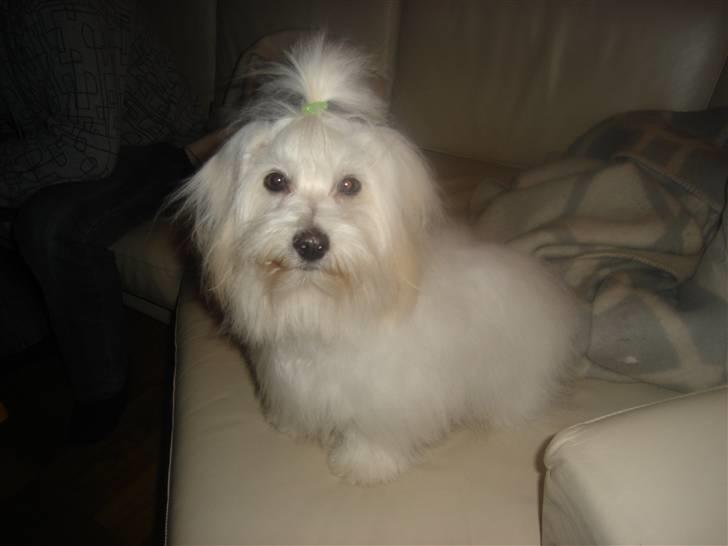 Coton de tulear greenlandscharmer R.I.P billede 2