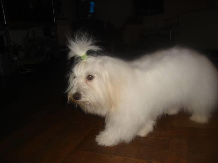 Coton de tulear greenlandscharmer R.I.P billede 3