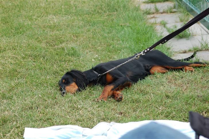 Gordon setter Wøkk´s A.Lajka - zZz....hader udstillingerne.... billede 17