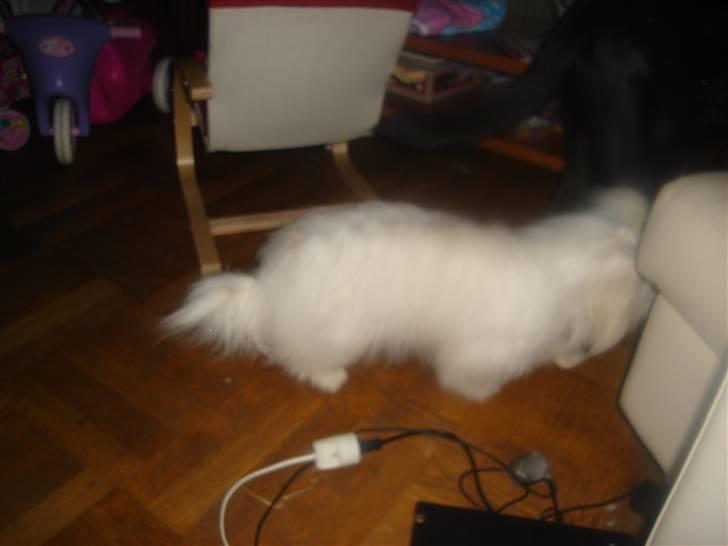 Coton de tulear greenlandscharmer R.I.P billede 4