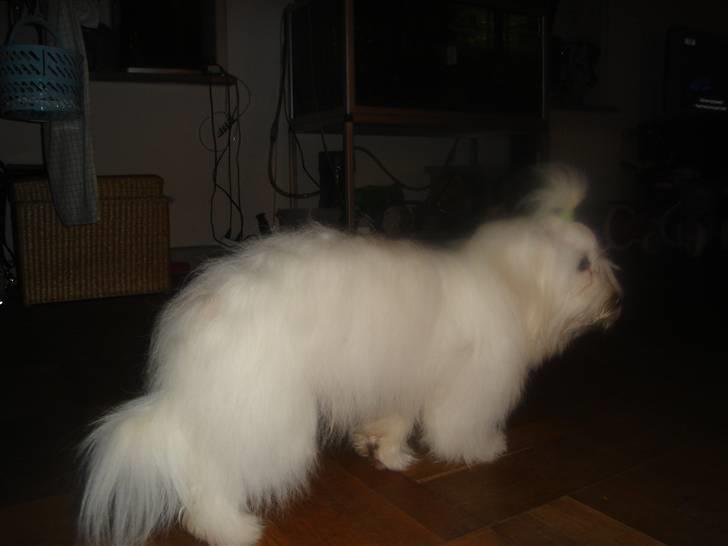 Coton de tulear greenlandscharmer R.I.P billede 5