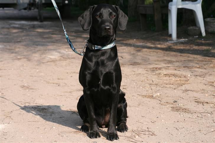 Blanding af racer SD Little Lucky Puma - Hej hej velkommen til min profil. billede 1