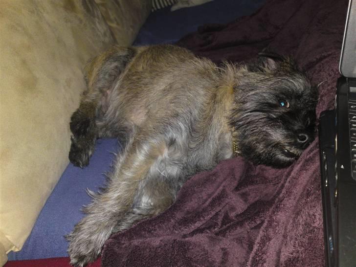 Cairn terrier Fie <3 *VIP* - hygge i sofaen, 2009 :-) billede 13